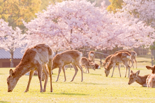 Сакура и скрытая Япония