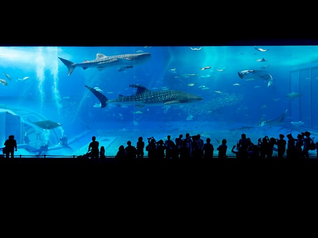 Океанариум Тюрауми (Okinawa Churaumi Aquarium)