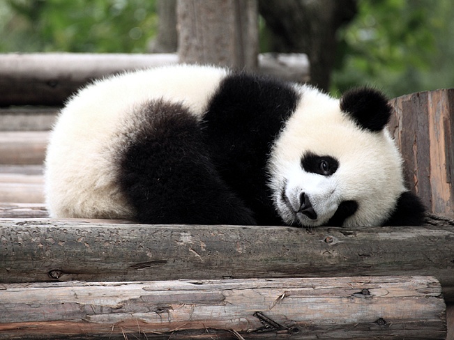 Детеныш панды может принести в японскую казну $242 млн