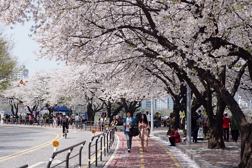 Корея: Цветение сакуры