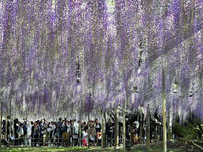 Фестиваль Офудзи в Цветочном парке Асикага начнётся на два дня раньше запланированного