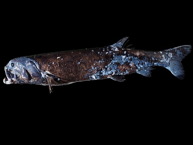 Главный хищник в глубоком море!? Обнаружен новый огромный вид "Ёкодзинайваси" общей длиной 140 см в заливе Суруга