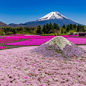 Fuji Shibazakura 2026: 500 000 розовых цветов у подножия Фудзи