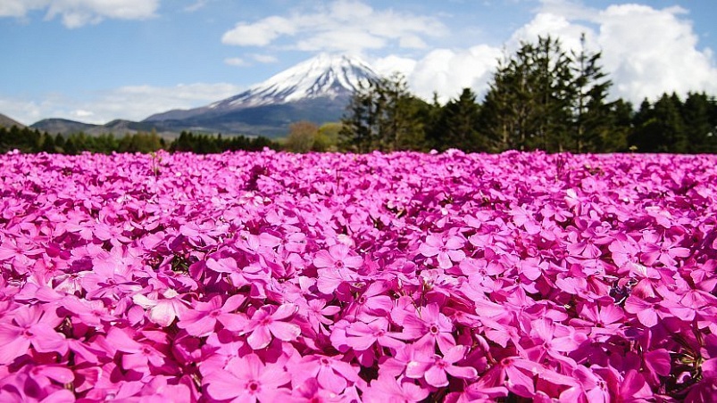Красота Шибадзакуры: захватывающее цветочное зрелище в Японии