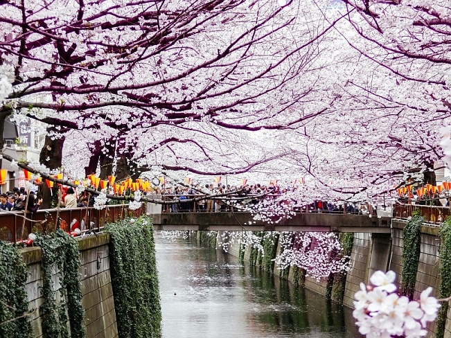 22 лучших места для любования сакурой в Токио