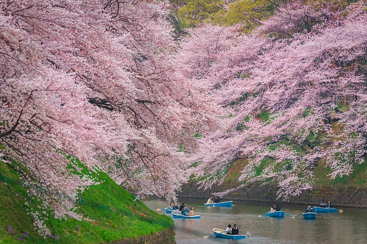 Знаменитый фестиваль цветения сакуры у рва Тидоригафути (Токио) отменен из-за Covid-19