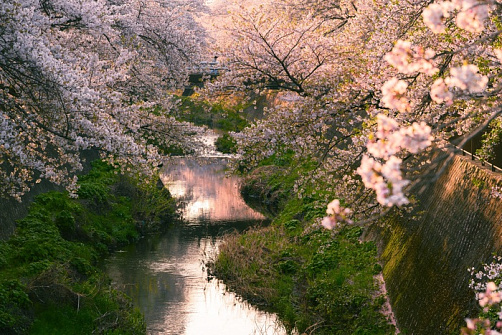 Сакура и скрытая Япония
