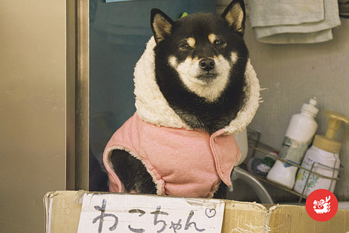 Япония для Вас!