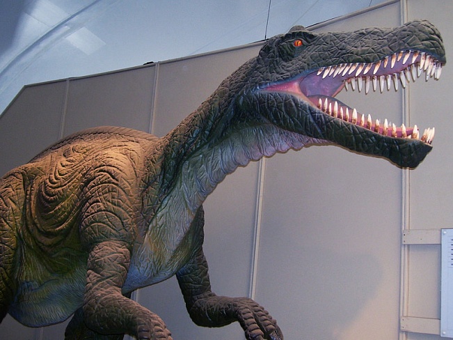 В Хоккайдо собрали скелет динозавра возрастом 72 млн лет