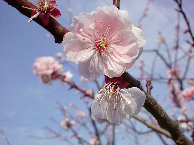 На Хоккайдо зацвела вишня сорта сомэй-ёсино