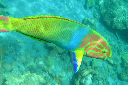 Групповой тур на Окинаву