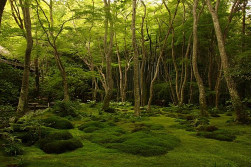 Киото: Арасияма