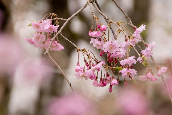 В Токио объявили начало сезона цветения вишни