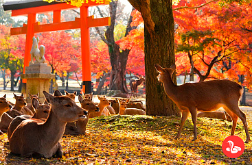 Экскурсия в Нару