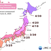 Прогноз цветения сакуры в Японии на 2025 год: обновленные даты