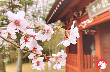 Сакура и скрытая Япония