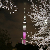 Tokyo Sky-tree цвета сакуры