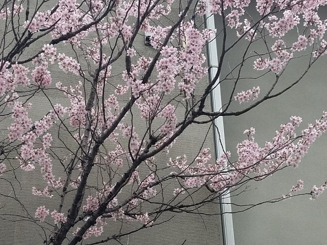 В парке Косигая Умэбаяси начинают распускаться красивые цветки сливы
