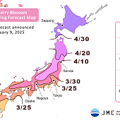 Опубликован первый прогноз на сакуру в 2025 году 