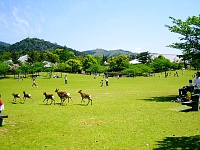 Парк Нара