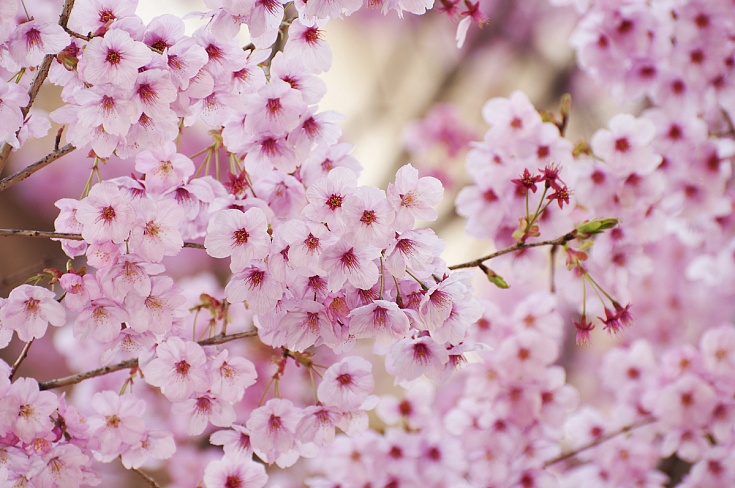 В Японию с некоторым опозданием приходит весна: в саду храма Ясукуни официально открыли сезон цветения сакуры