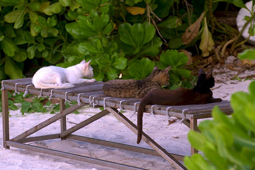 Групповой тур на Окинаву