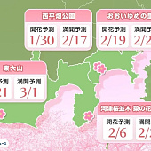В Японии начался сезон ранней сакуры