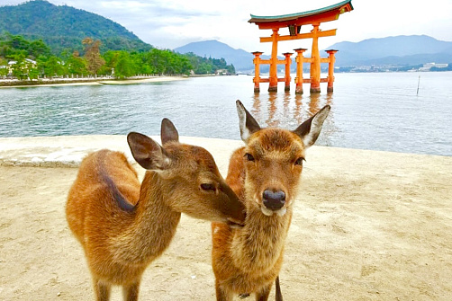 Япония без туристов: Беппу, Фукуока, Хиросима