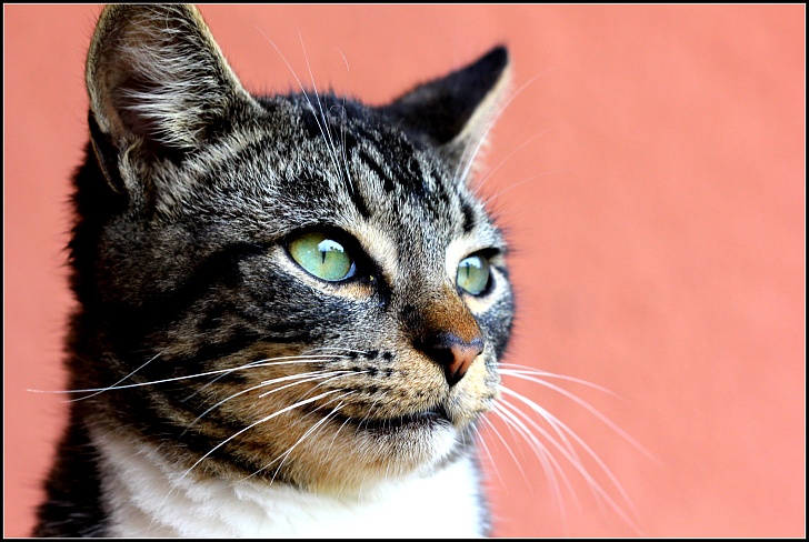 Японские ученые подтвердили, что домашние кошки узнают свои имена