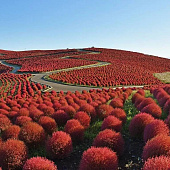 Hitachi Seaside Park: 40 000 кустов кохии достигнут пика цвета к середине октября Hitachi Seaside Park: 40 000 кустов кохии достигнут пика цвета к середине октября