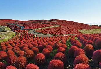 Hitachi Seaside Park: 40 000 кустов кохии достигнут пика цвета к середине октября