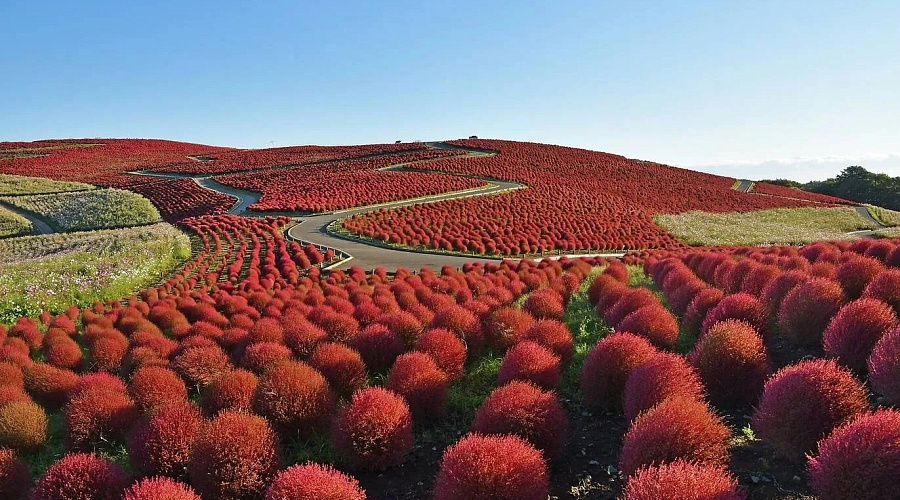 Hitachi Seaside Park: 40 000 кустов кохии достигнут пика цвета к середине октября