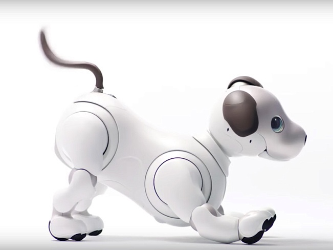 В Японии стартуют предпродажи собаки-робота Aibo нового поколения