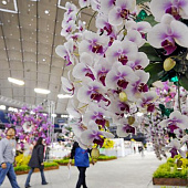 Международная выставка орхидей Japan Grand Prix International Orchid Festival 2012