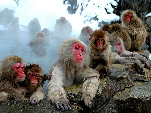 Парк обезьян Дзигокудани
