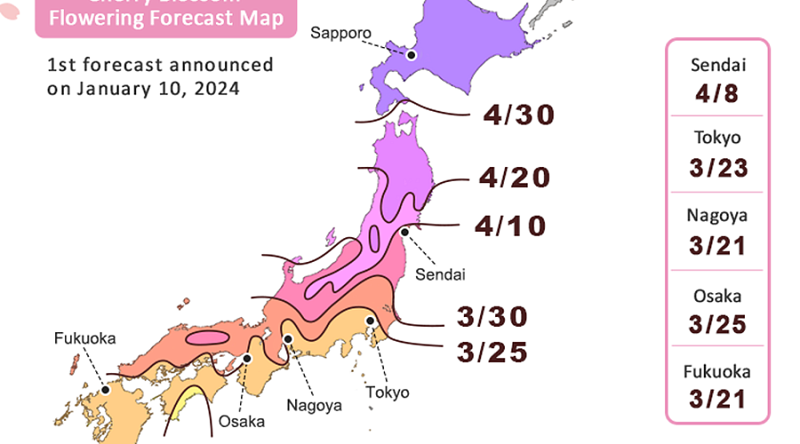 Прогноз цветения сакуры на 2024 год