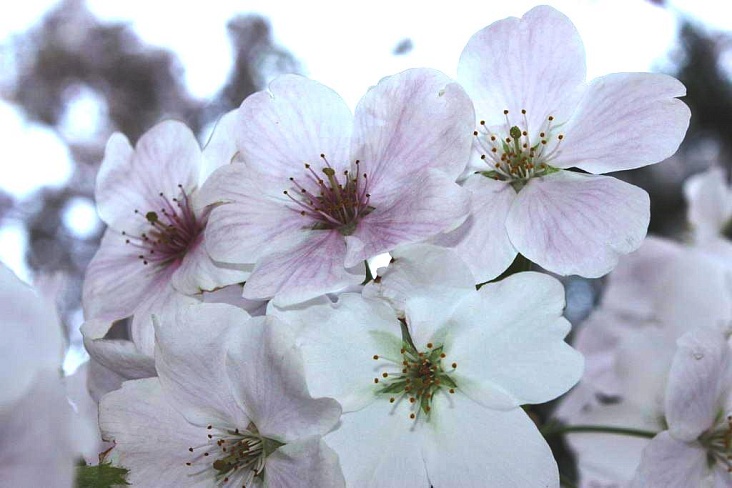 Даты фестиваля любования цветущей сакуры в 2013 году