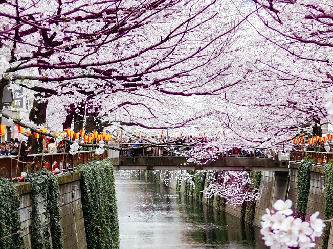 22 лучших места для любования сакурой в Токио