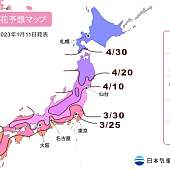 Прогноз цветения сакуры в Японии на 2023 год