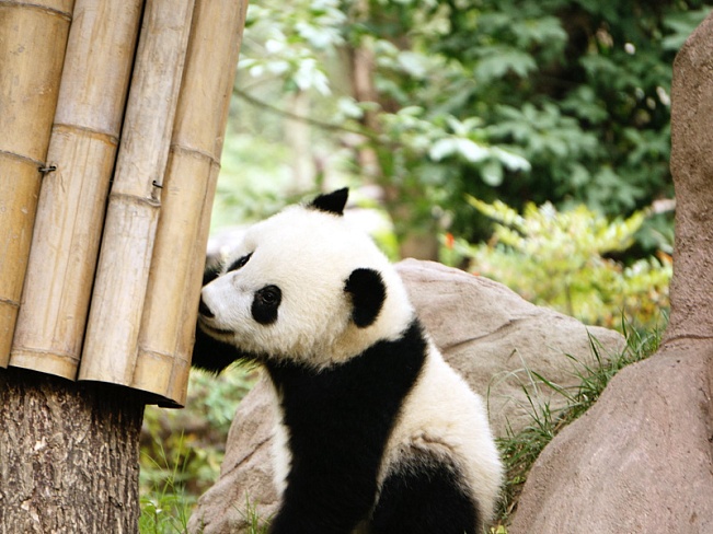 Детеныша панды в токийском зоопарке назвали Сян-Сян