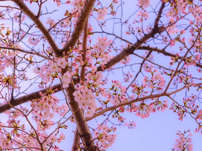 В этом году сакура расцветет в Токио раньше, чем обычно