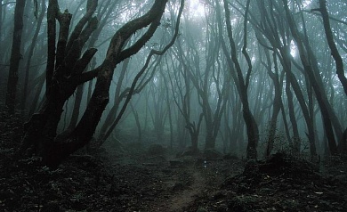 Аокигахара – лес самоубийц