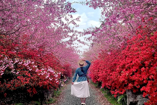 Корея: Цветение вишни