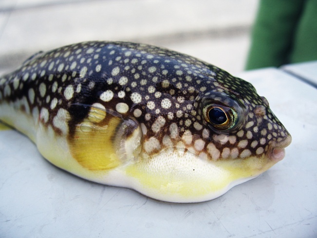 Японский городок разыскивает ядовитую рыбу с помощью аварийного оповещения