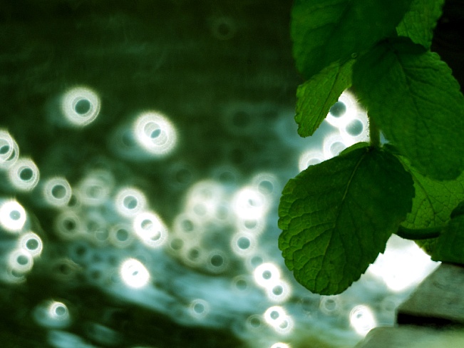 Японская компания создала "умный дом" с искусственным фотосинтезом