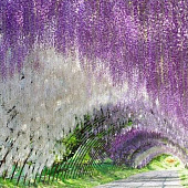 Парк цветов Асикага весной 2026: когда ехать и что посмотреть