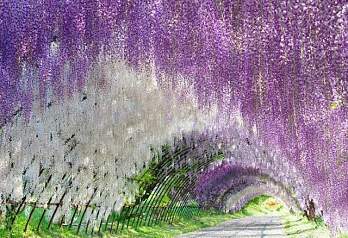 Парк цветов Асикага весной 2026: когда ехать и что посмотреть