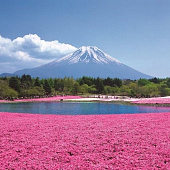 Девять лучших мест в Японии, где можно увидеть весенние цветы