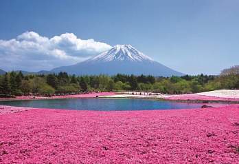 Девять лучших мест в Японии, где можно увидеть весенние цветы