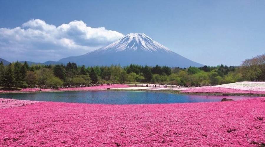 Девять лучших мест в Японии, где можно увидеть весенние цветы